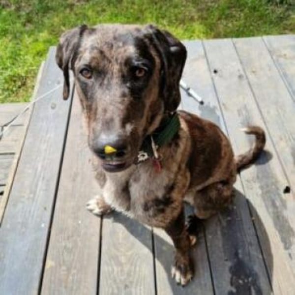 KENAI - sanft&anhänglich