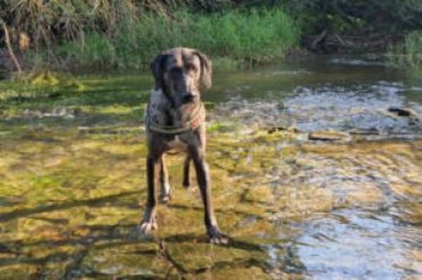 KENAI - sanft&anhänglich