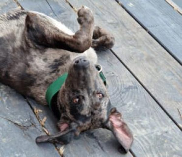 KENAI - sanft&anhänglich