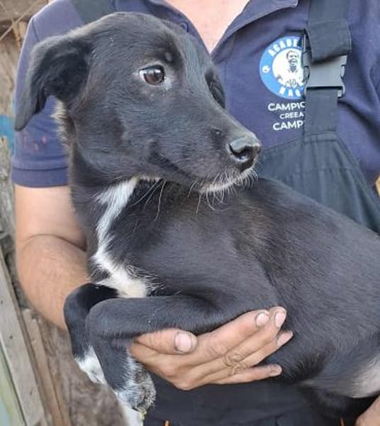 Luna, auf Pflege in Neuried