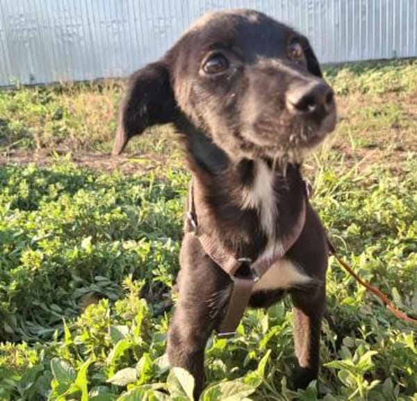 Luna, auf Pflege in Neuried