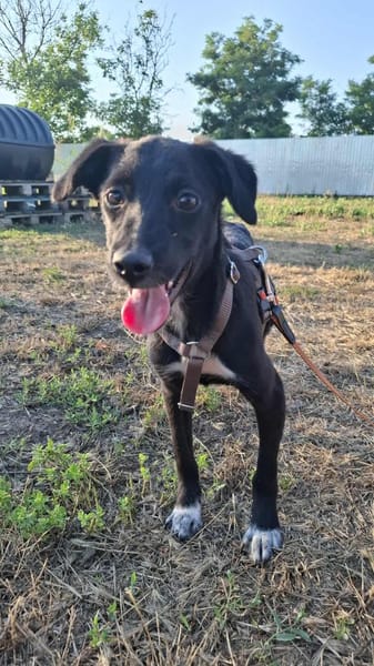 Luna, auf Pflege in Neuried
