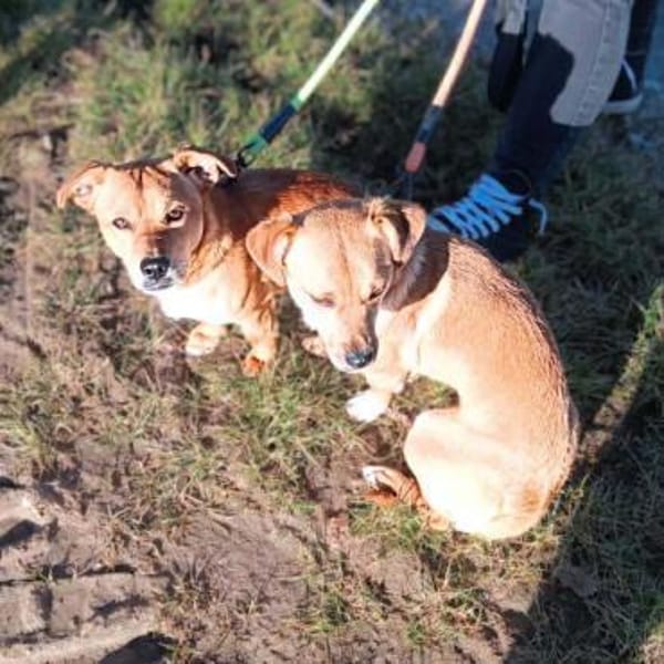 Milo - bracht eine ruhige Umgebung