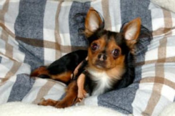 JUPI - entzückender, kleiner Hundebub