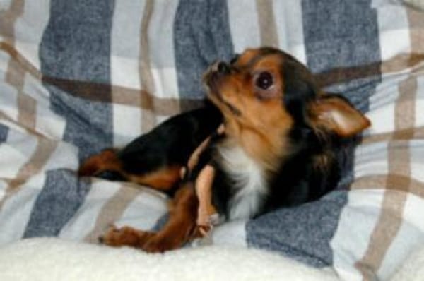 JUPI - entzückender, kleiner Hundebub