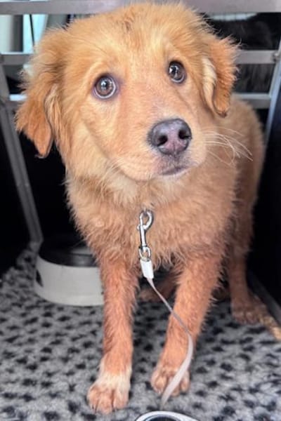 Monty die noch kleine Minimaus PLZ 82884