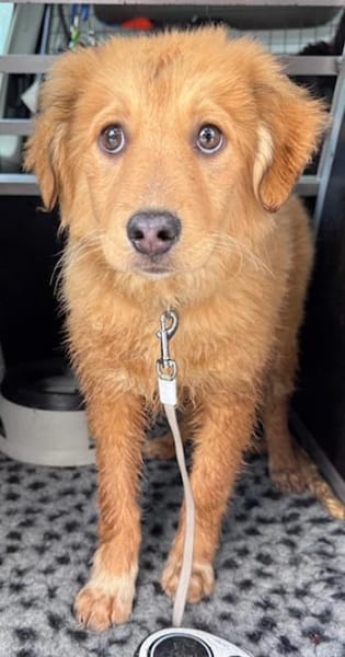 Monty die noch kleine Minimaus PLZ 82884