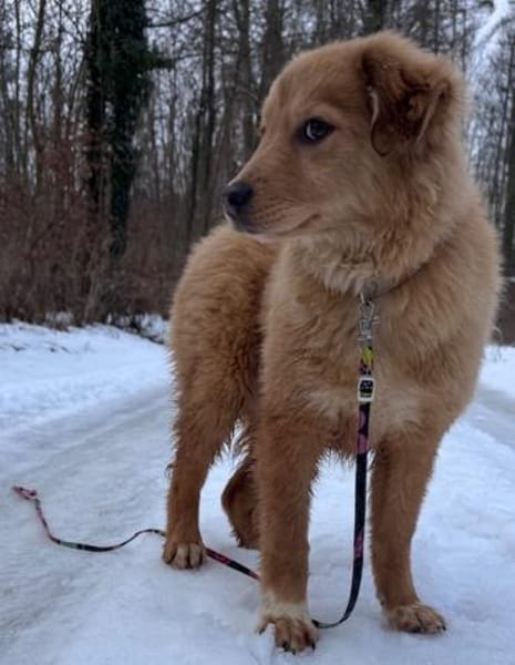 Monty die noch kleine Minimaus PLZ 82884