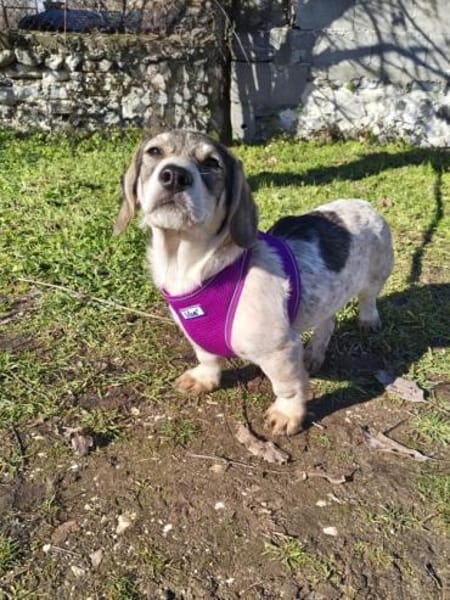 Toller kleiner Beagle mix sucht Körbchen