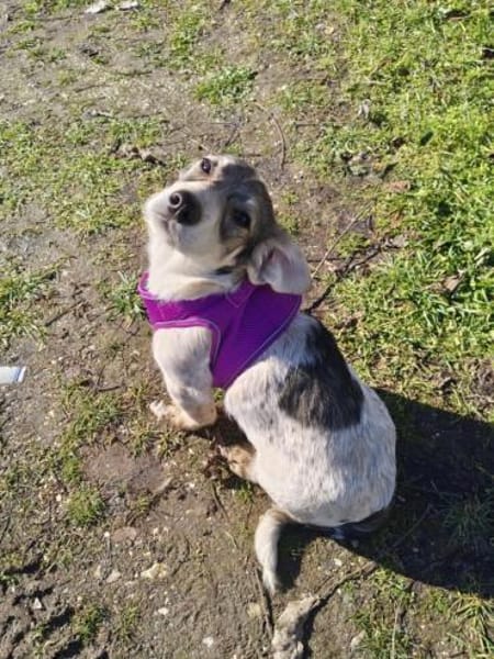 Toller kleiner Beagle mix sucht Körbchen