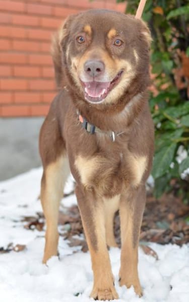 Lustiger Barney steht voll im Leben