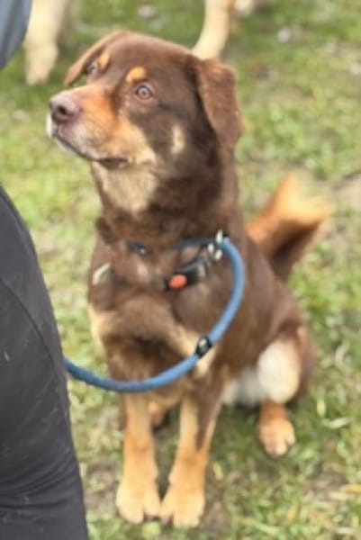 Lustiger Barney steht voll im Leben