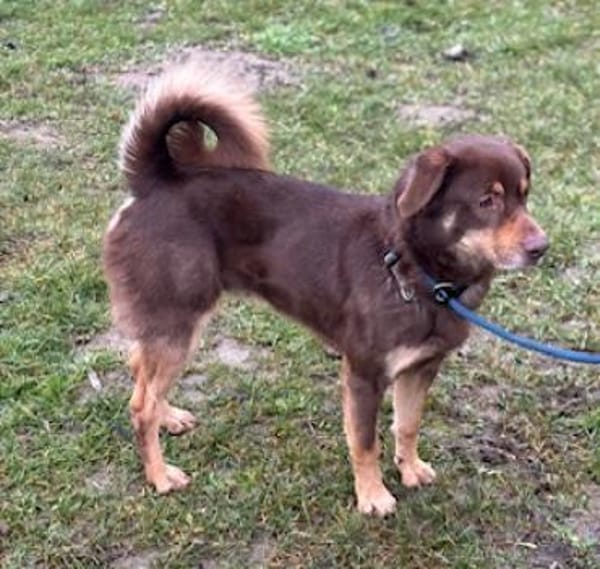 Lustiger Barney steht voll im Leben