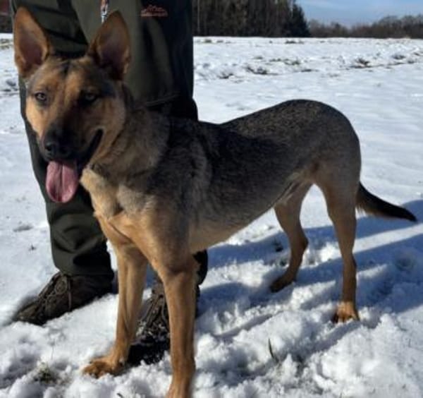 Thor sucht ein Zuhause!