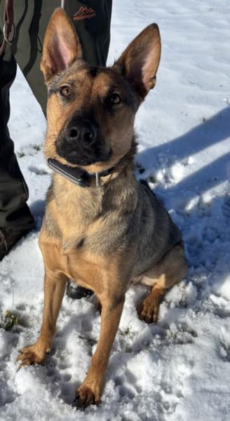 Thor sucht ein Zuhause!