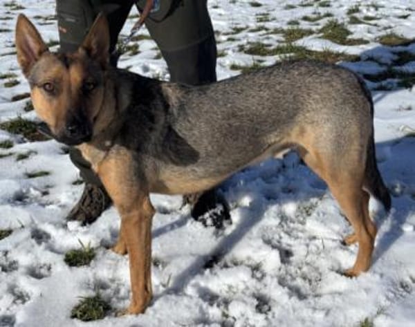 Thor sucht ein Zuhause!