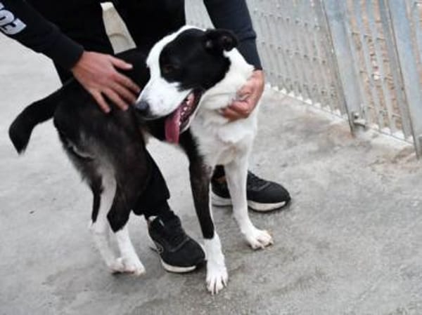 Andur sucht liebe Menschen