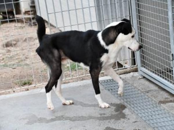 Andur sucht liebe Menschen