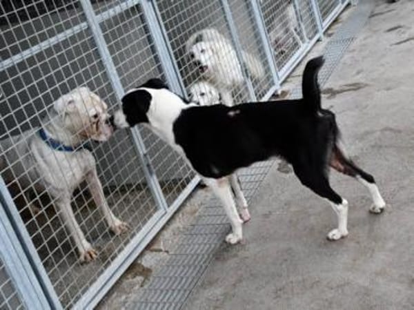 Andur sucht liebe Menschen