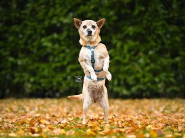 Familienanschluss für Akita gesucht