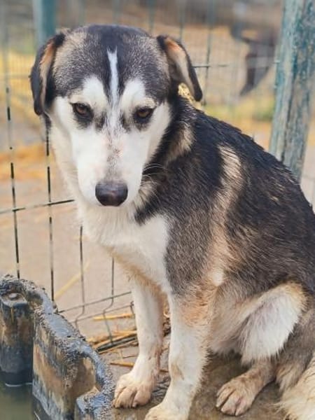 Bobby möchte ein Zuhause für immer