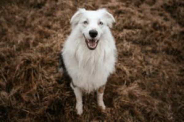 MYLINO - sucht Ruhe&Schmuseeinheiten