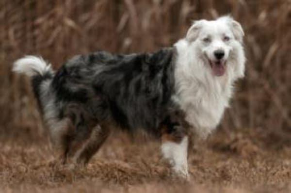 MYLINO - sucht Ruhe&Schmuseeinheiten