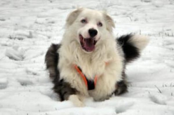 MYLINO - sucht Ruhe&Schmuseeinheiten