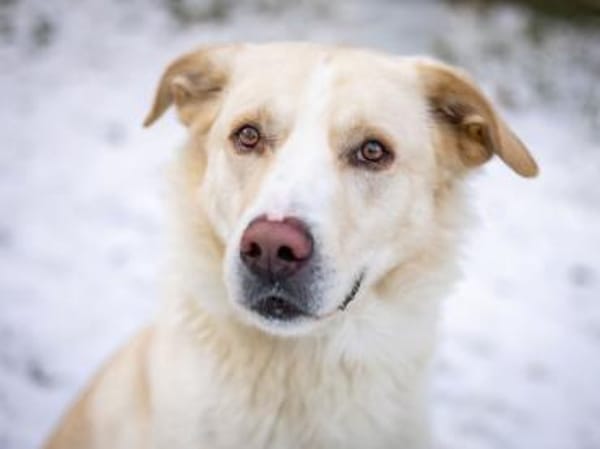 Brick möchte beschäftigt werden