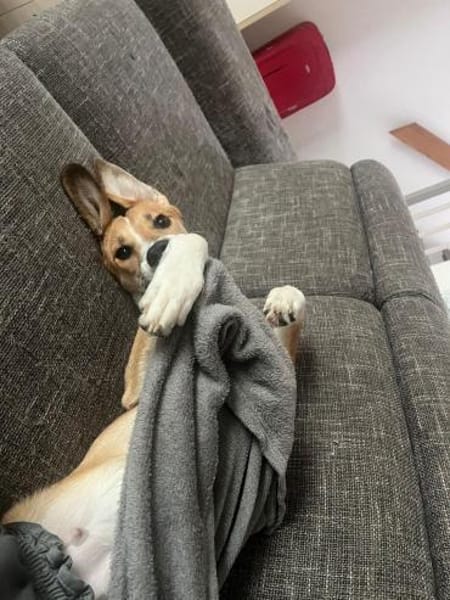 🐾✨ Sanfte Cady sucht Halt ✨🐾