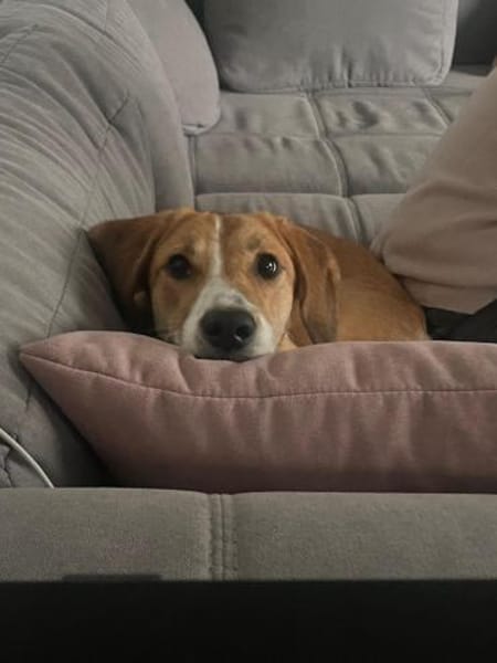 🐾✨ Sanfte Cady sucht Halt ✨🐾