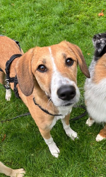 🐾✨ Sanfte Cady sucht Halt ✨🐾