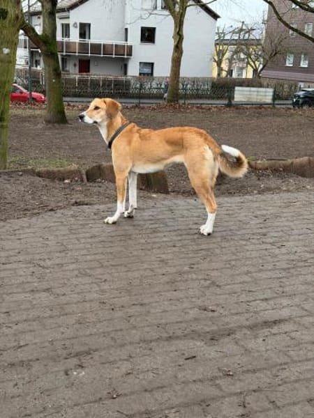 🐾✨ Sanfte Cady sucht Halt ✨🐾