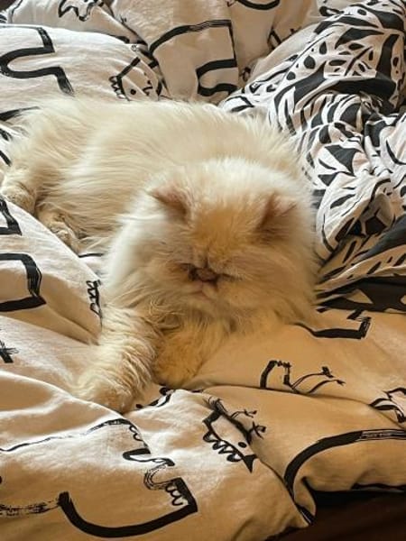 Perser Simba sucht Kuschelplatz