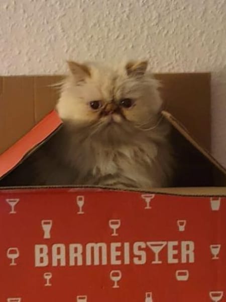 Perser Simba sucht Kuschelplatz