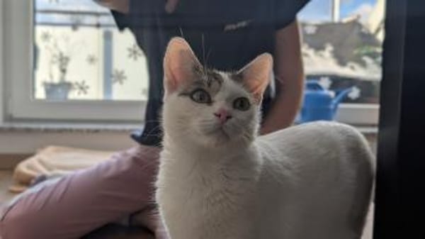 Schmusekatze ANNABELLE sucht!