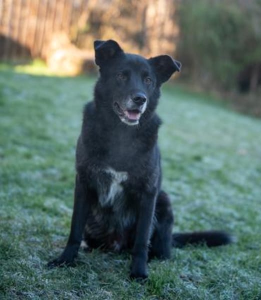 Rex sucht Menschen mit Körbchen