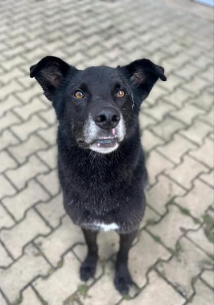 Rex sucht Menschen mit Körbchen