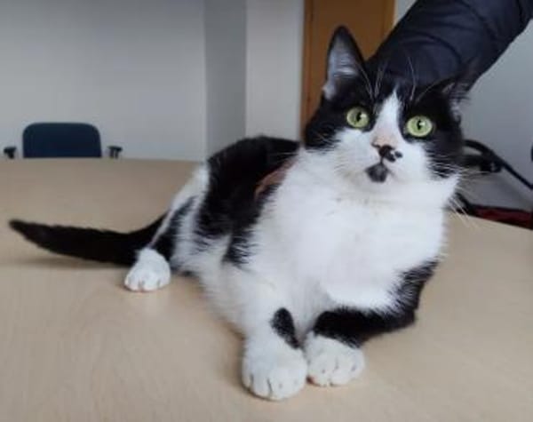 Dringend! Cherry - lieb und anhänglich