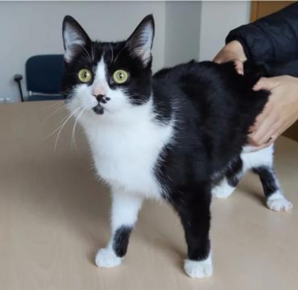 Dringend! Cherry - lieb und anhänglich