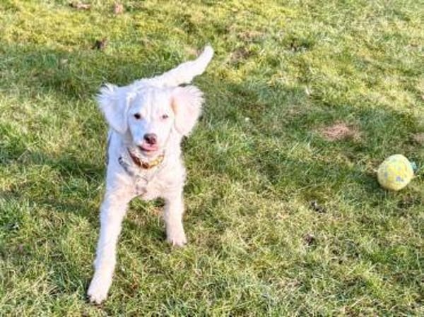 CURLY sucht ihr Traumkörbchen