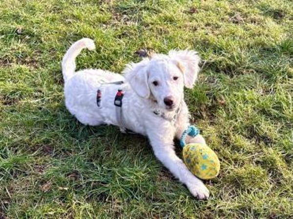 CURLY sucht ihr Traumkörbchen