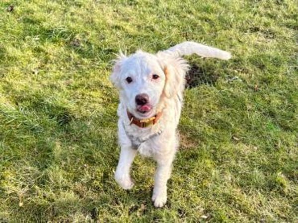 CURLY sucht ihr Traumkörbchen