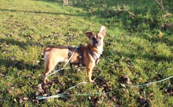 Kleine Nelly sucht sicheres Zuhause!