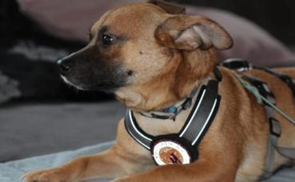 Kleine Nelly sucht sicheres Zuhause!