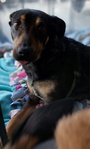 Santana (Dia) 50 cm (Pflegestelle)