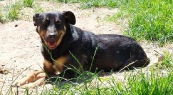 Santana (Dia) 50 cm (Pflegestelle)