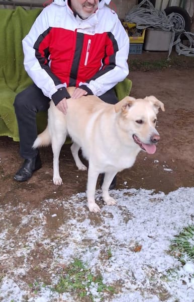 Sammy ein treuer Begleiter sucht ❤