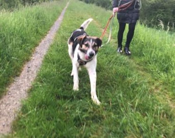 Lio sucht ein geduldiges Zuhause