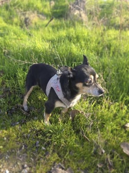 Betty ein kleines Pinschermixmädchen